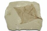 Fossil Leaf (Aleurites) - Green River Formation, Utah #334186-1